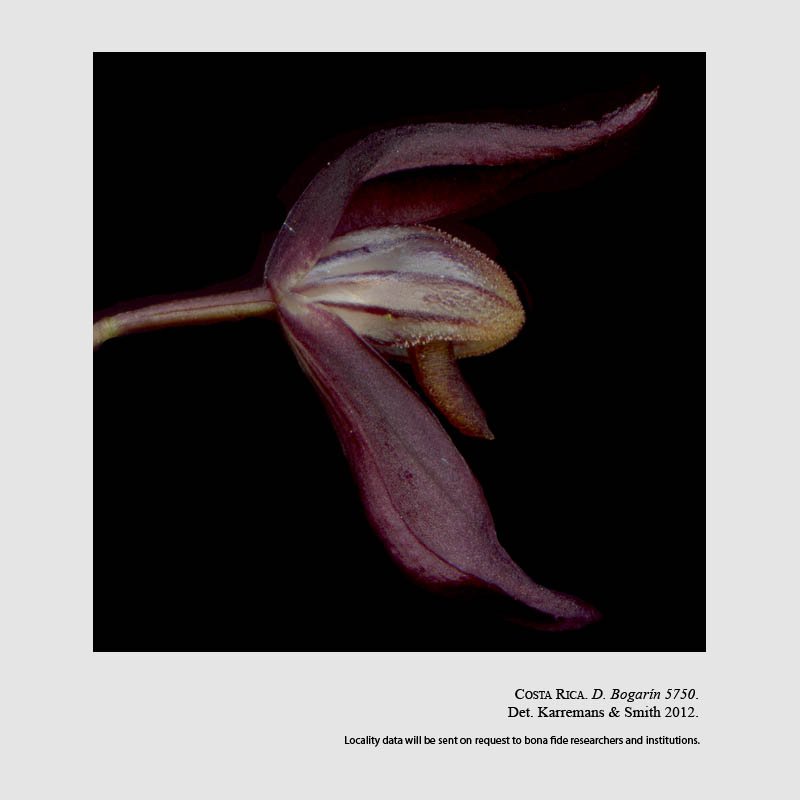 Dracontia hydra